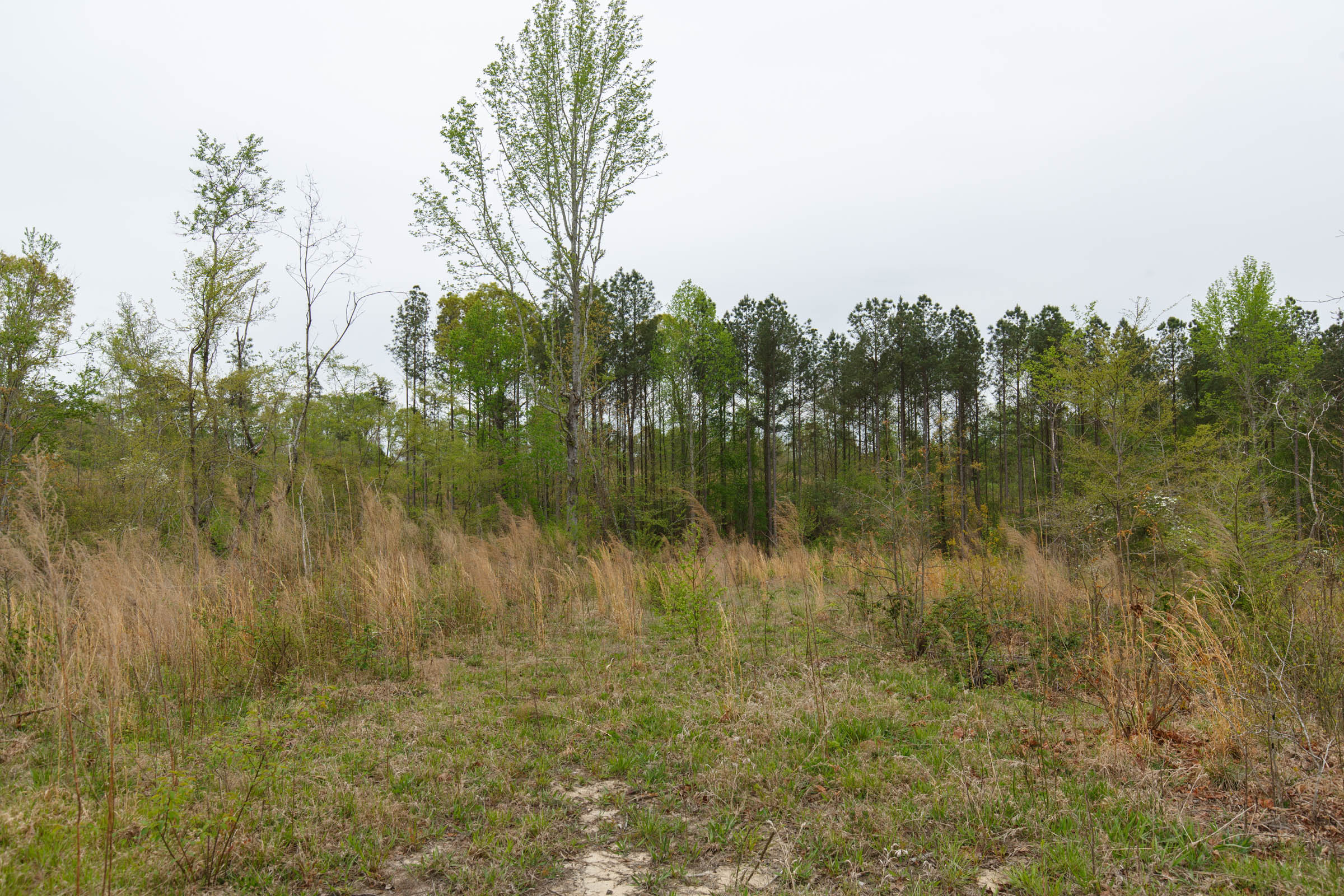 Tract 19 at Twin Rivers in Henderson County, Tennessee