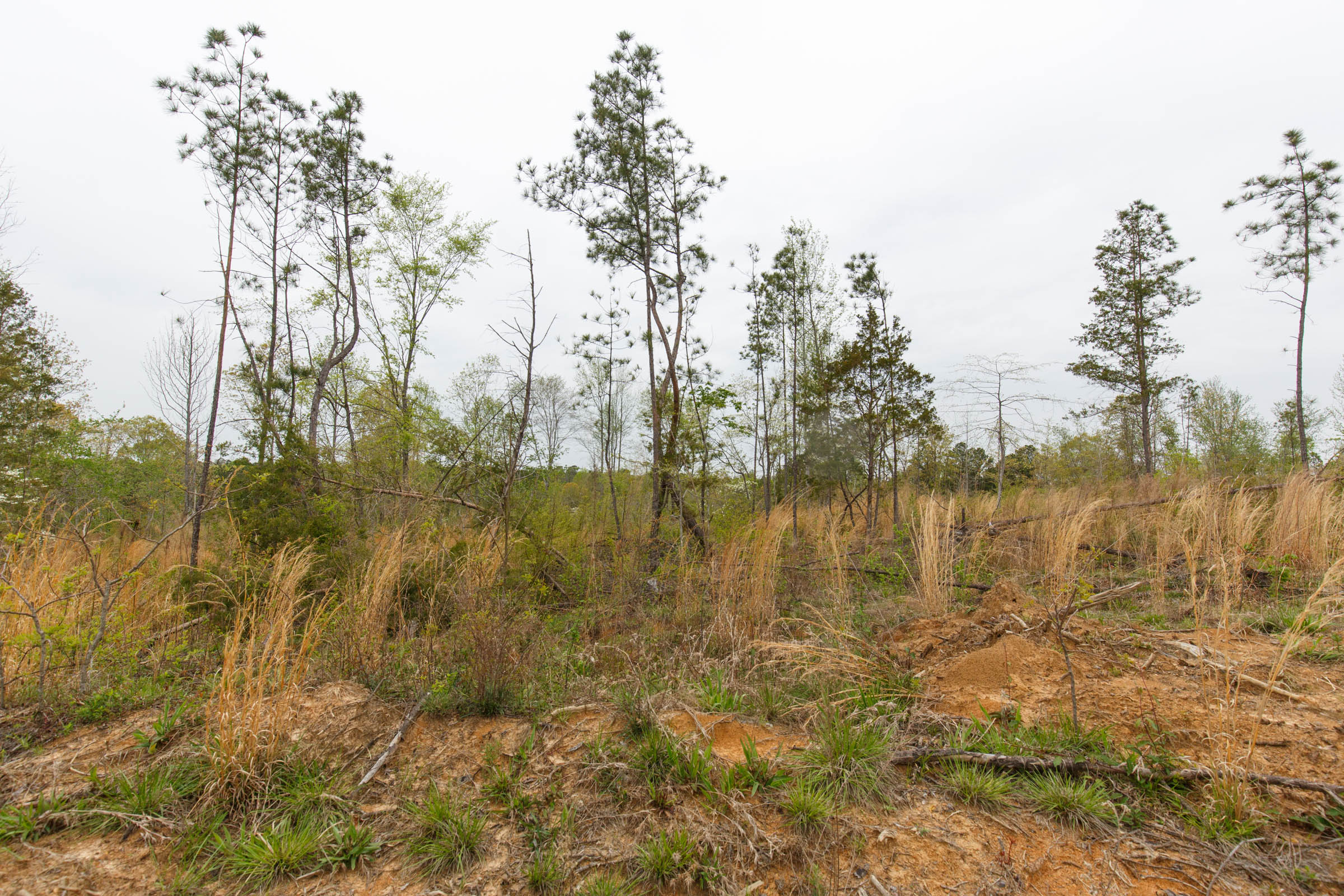 Tract 25 at Twin Rivers in Henderson County, Tennessee