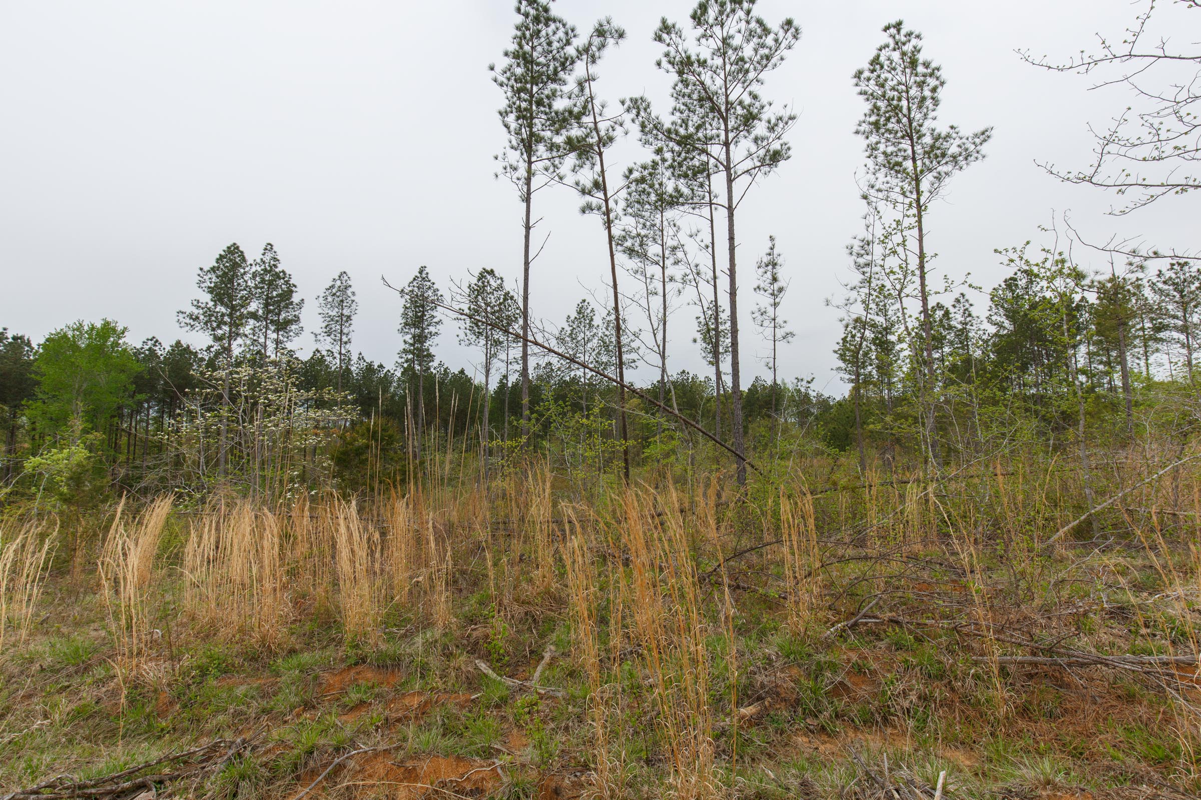 Tract 33 at Twin Rivers in Henderson County, Tennessee