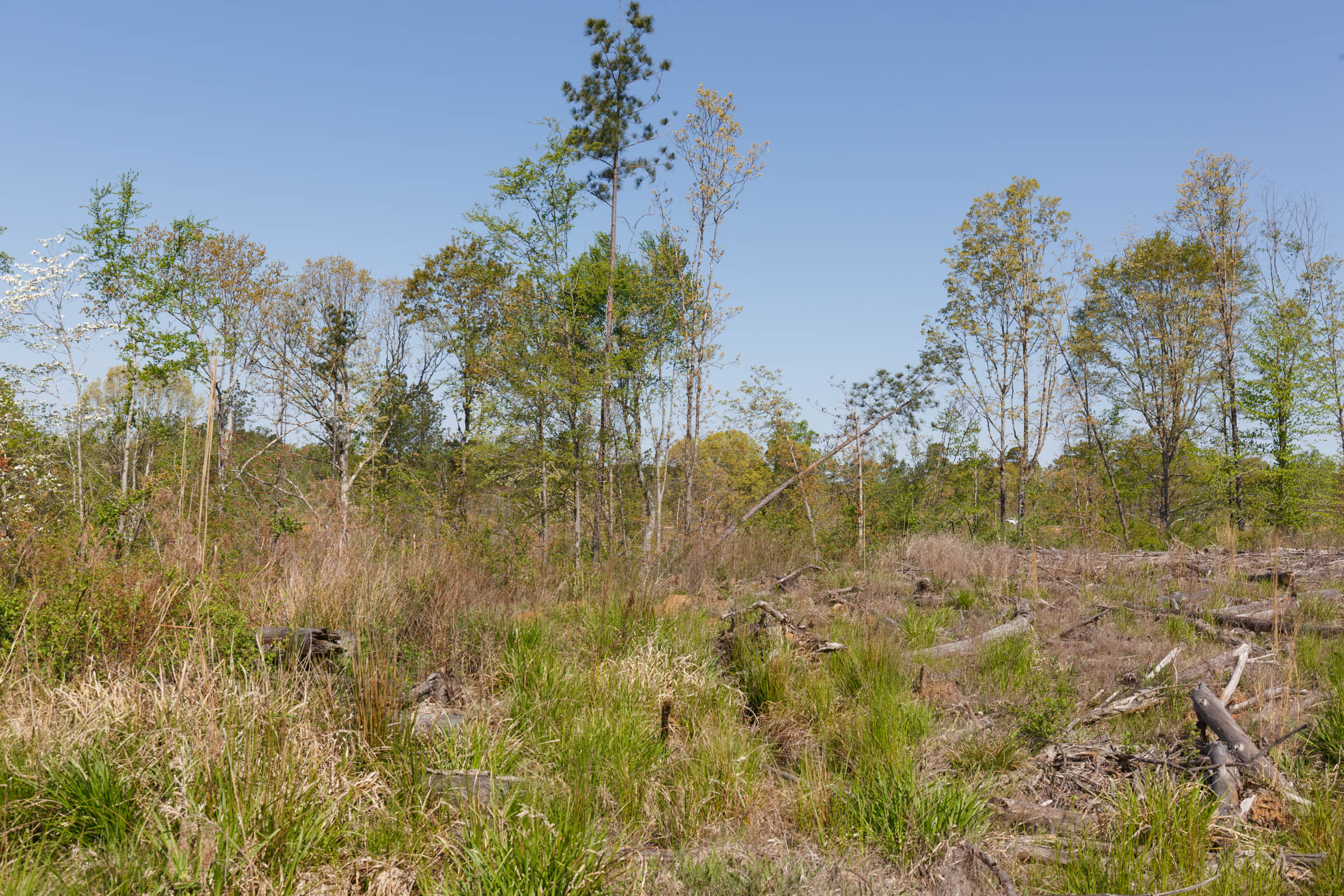 Tract 8 at Twin Rivers in Henderson County, Tennessee